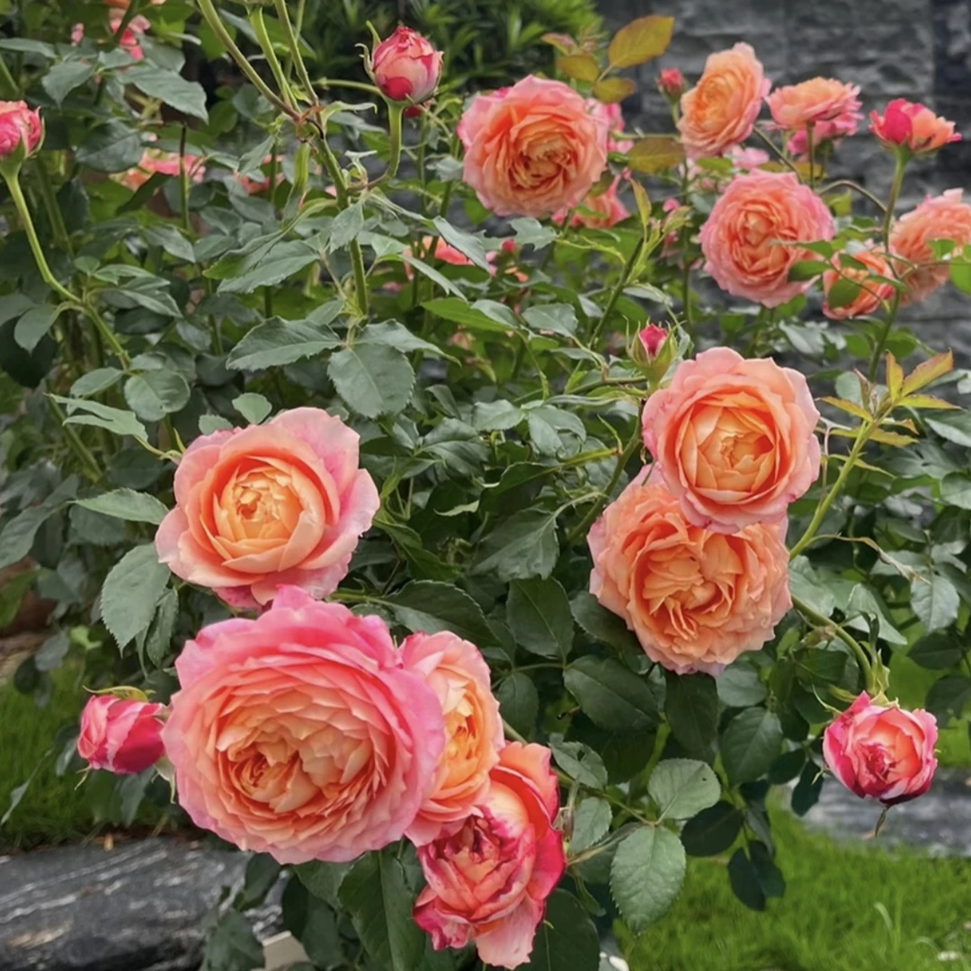 大花美人月季花盆栽花卉庭院耐晒耐寒花园植物
