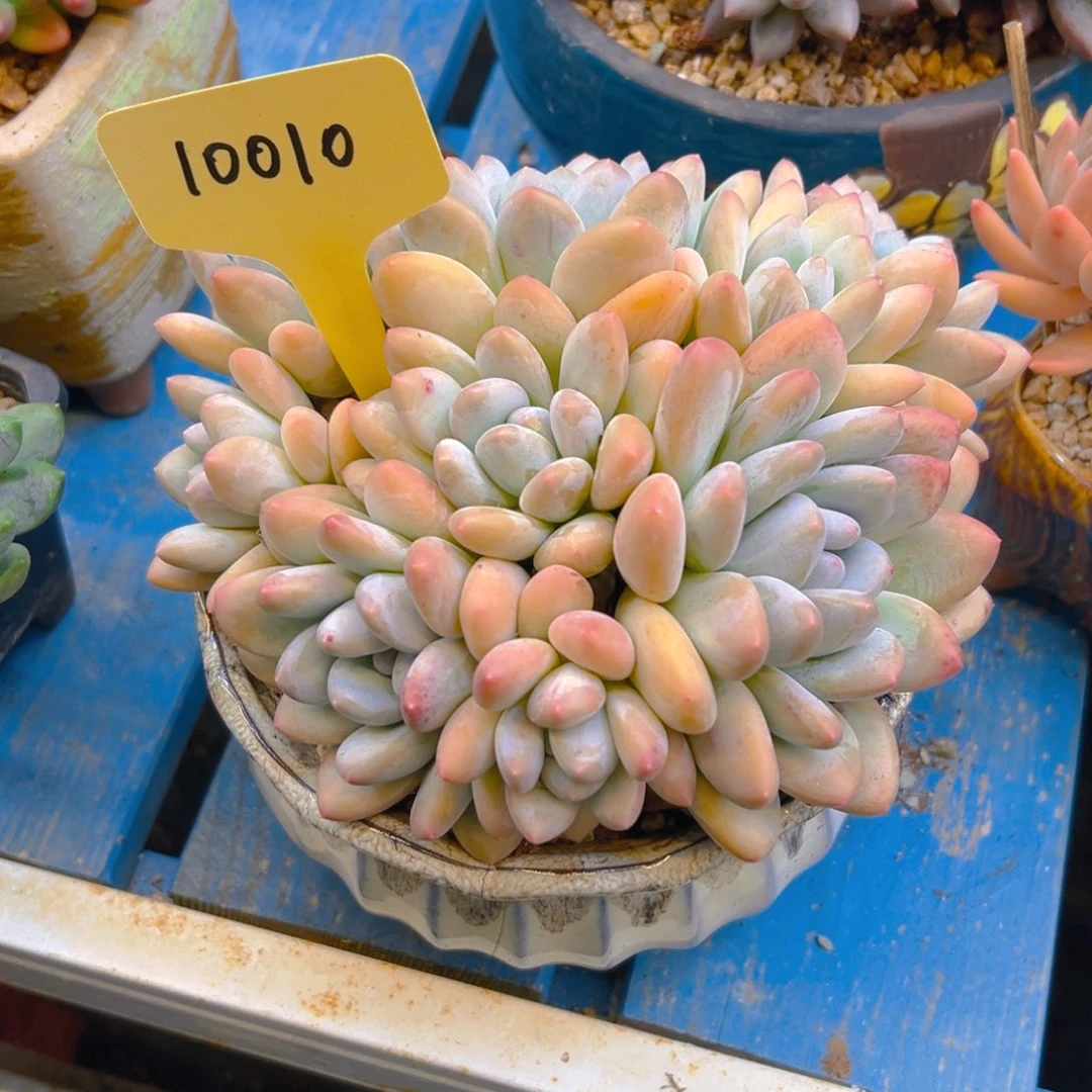 香水10010号一物一拍