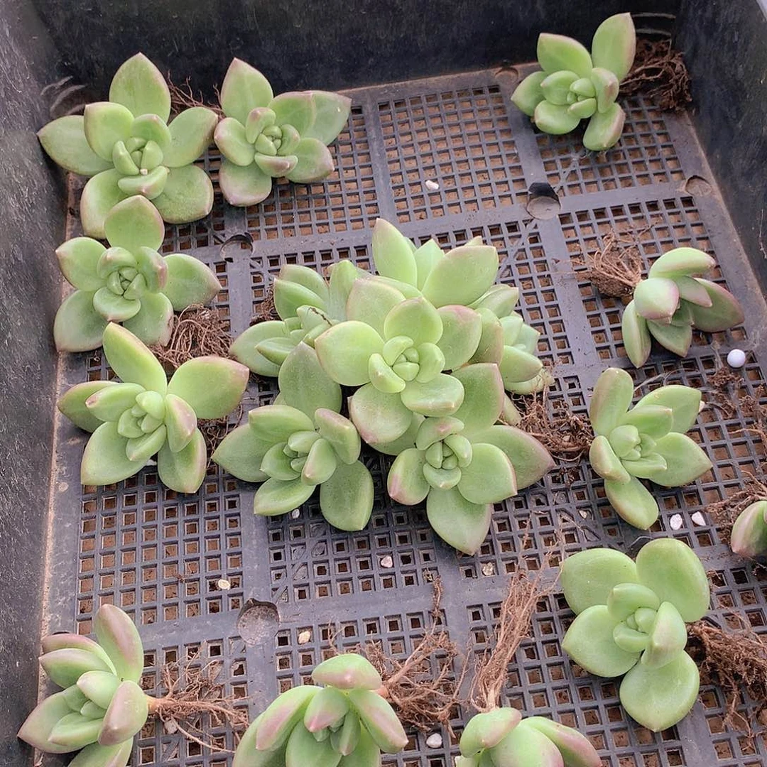 单头迷雾泡泡245778899900