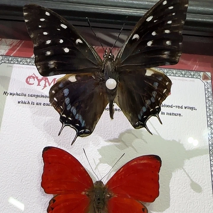 一****非洲蛱蝶跟蓝黑一起组合