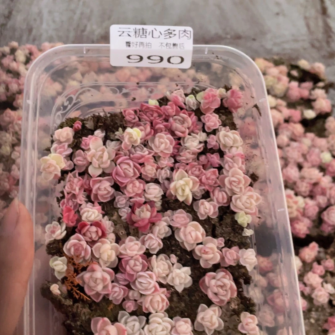 云糖心多肉植物990