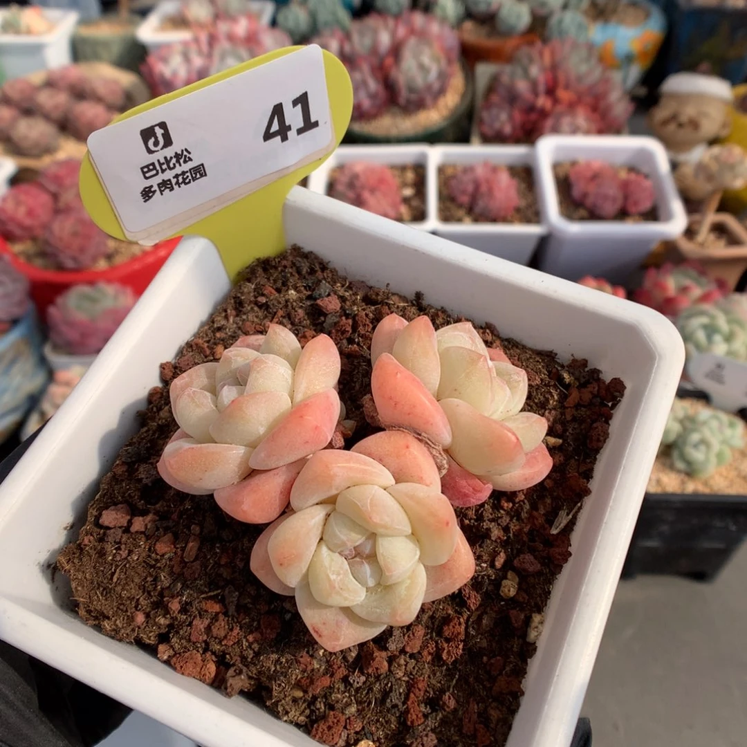 41 奶油冰玉多肉