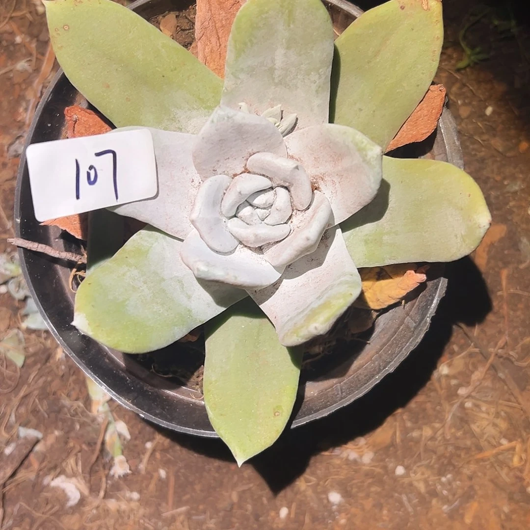 E*a3代杂交仙女杯多肉