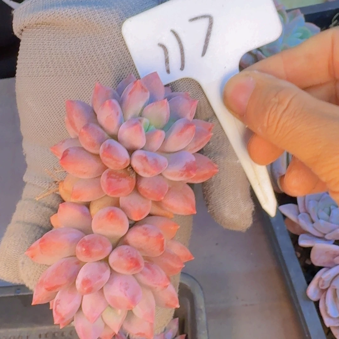 多肉植物的生长发育与
