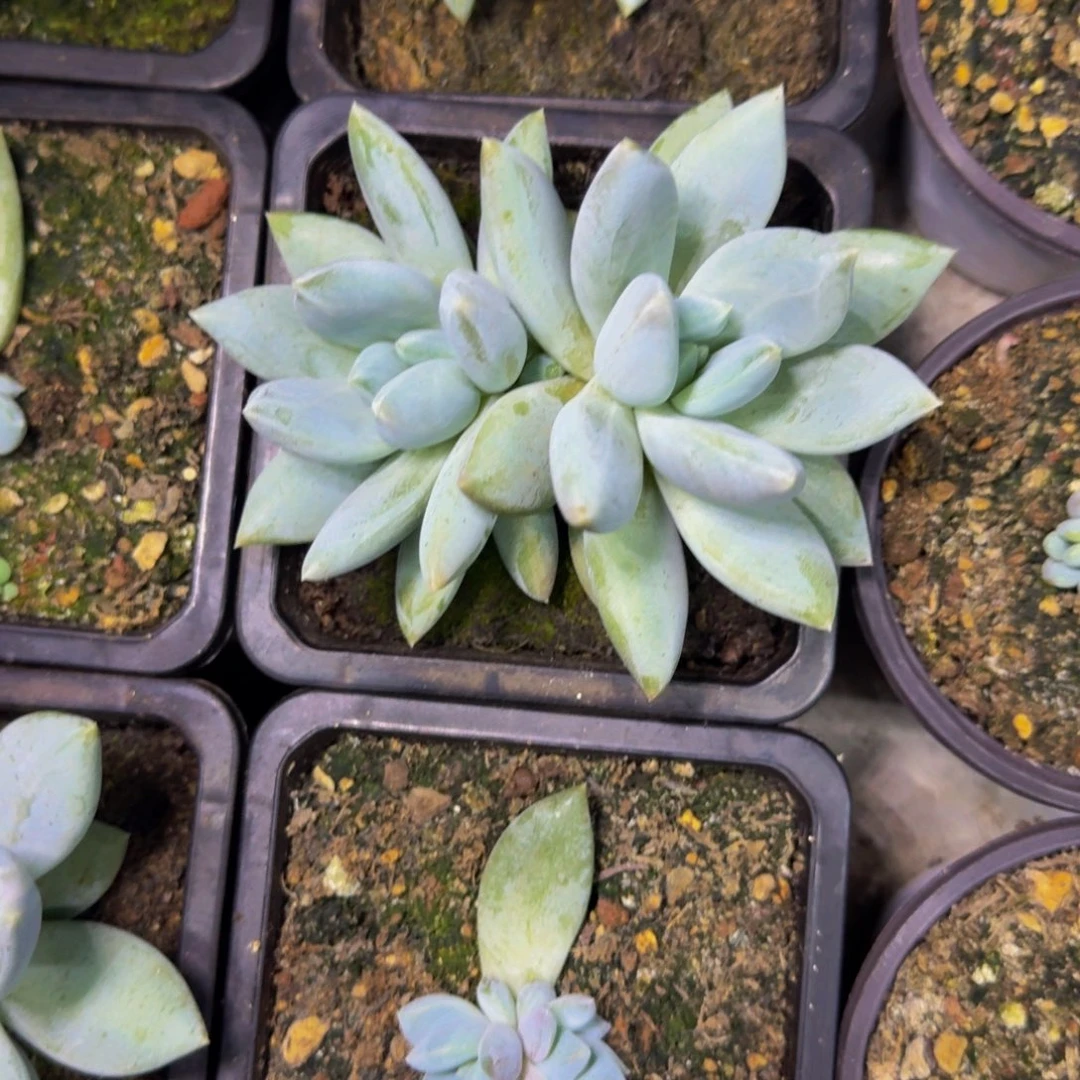 伊丽莎白 双头  一物一拍