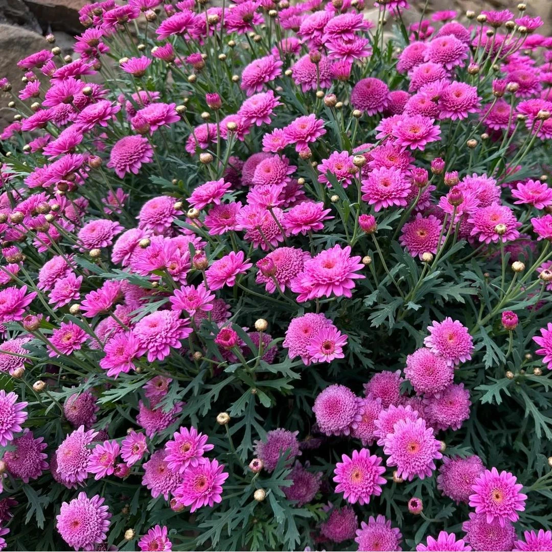 玛格丽特【重瓣玫红】 盆栽植物 耐热耐寒 多季开花 易养护
