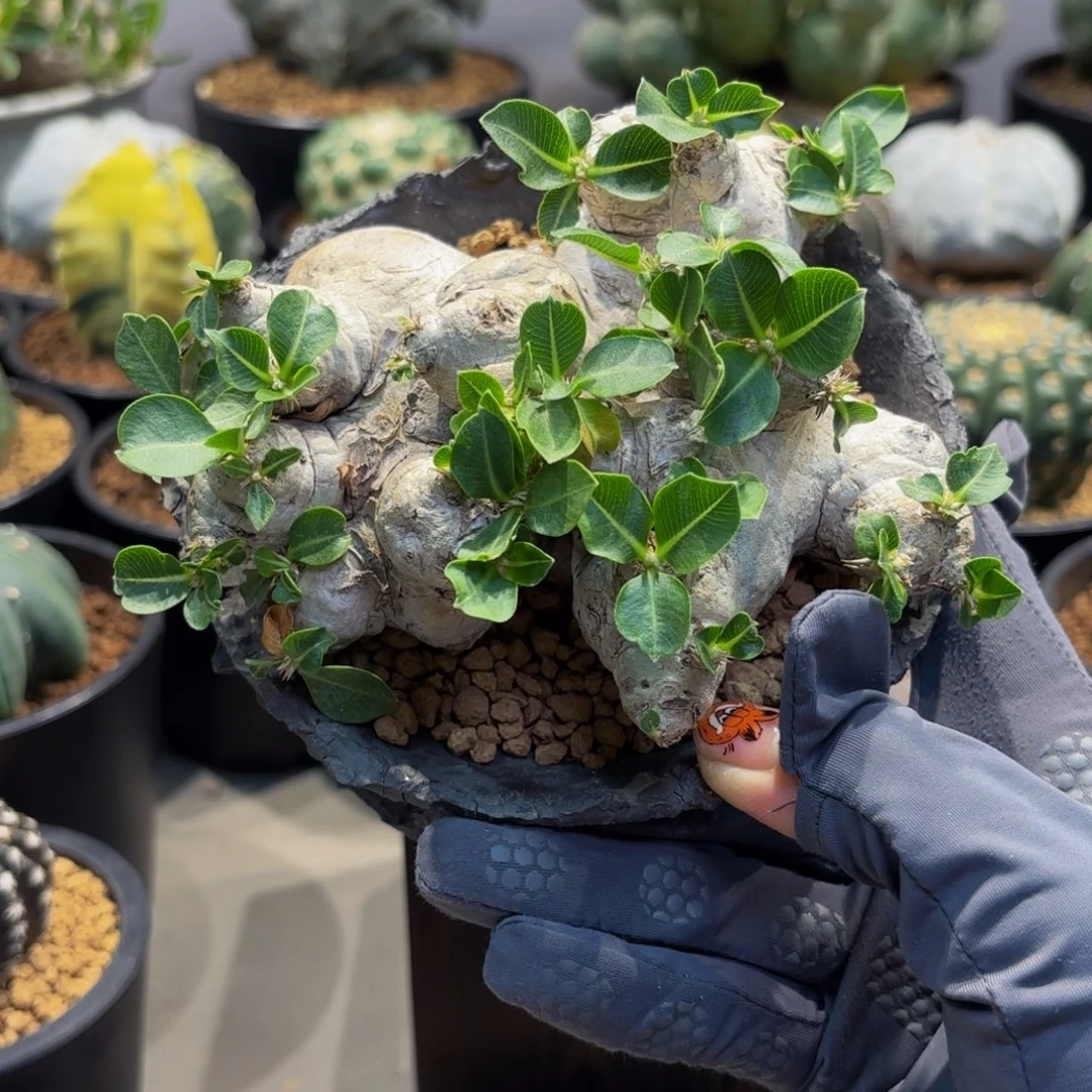 须笑Wwwwwwwwwwwwwwwww