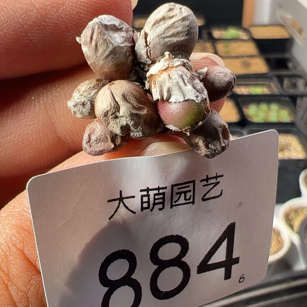 一物一拍。     884