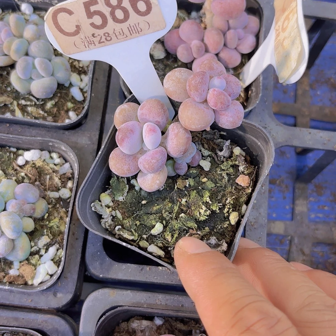 C586腰子蛋一物一拍