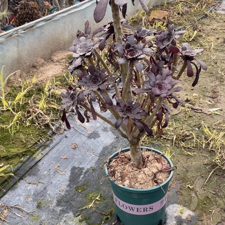 18墨法师多肉多肉植物多肉多肉