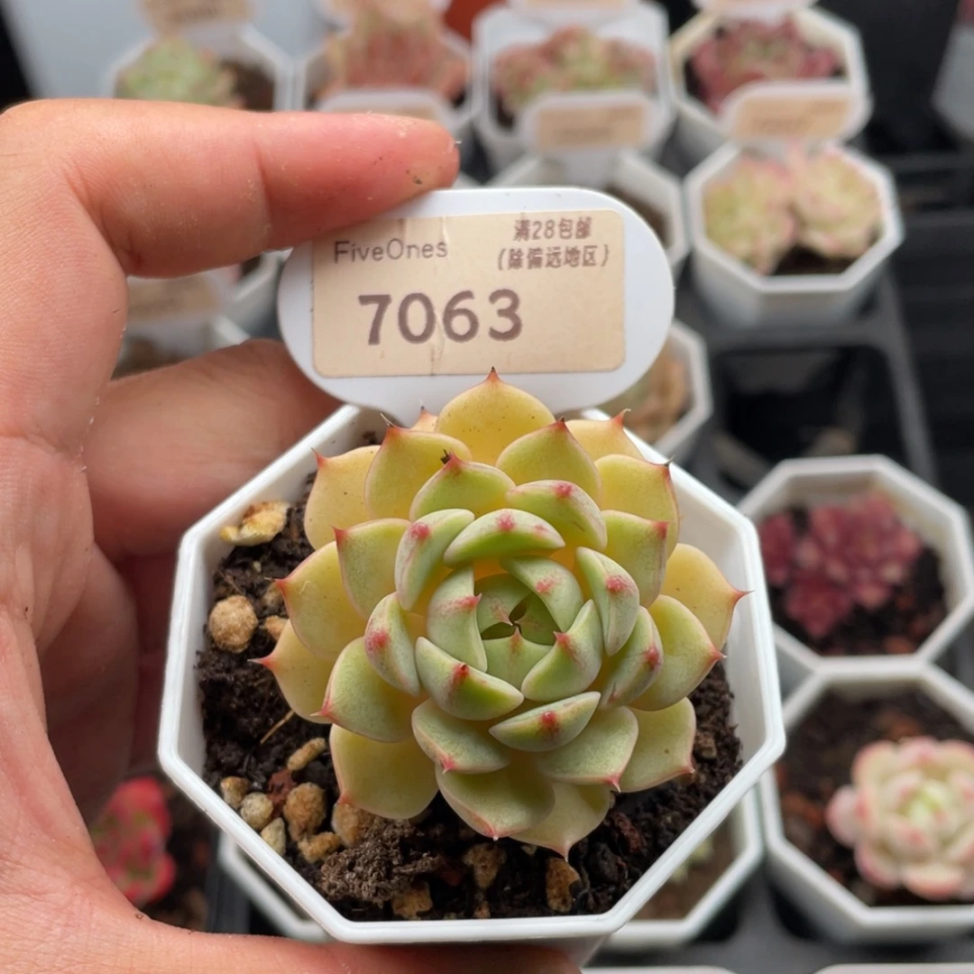 苯巴蒂斯7063-5厘米