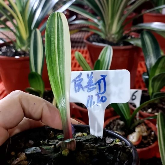 依***行君子兰一物一拍谢谢