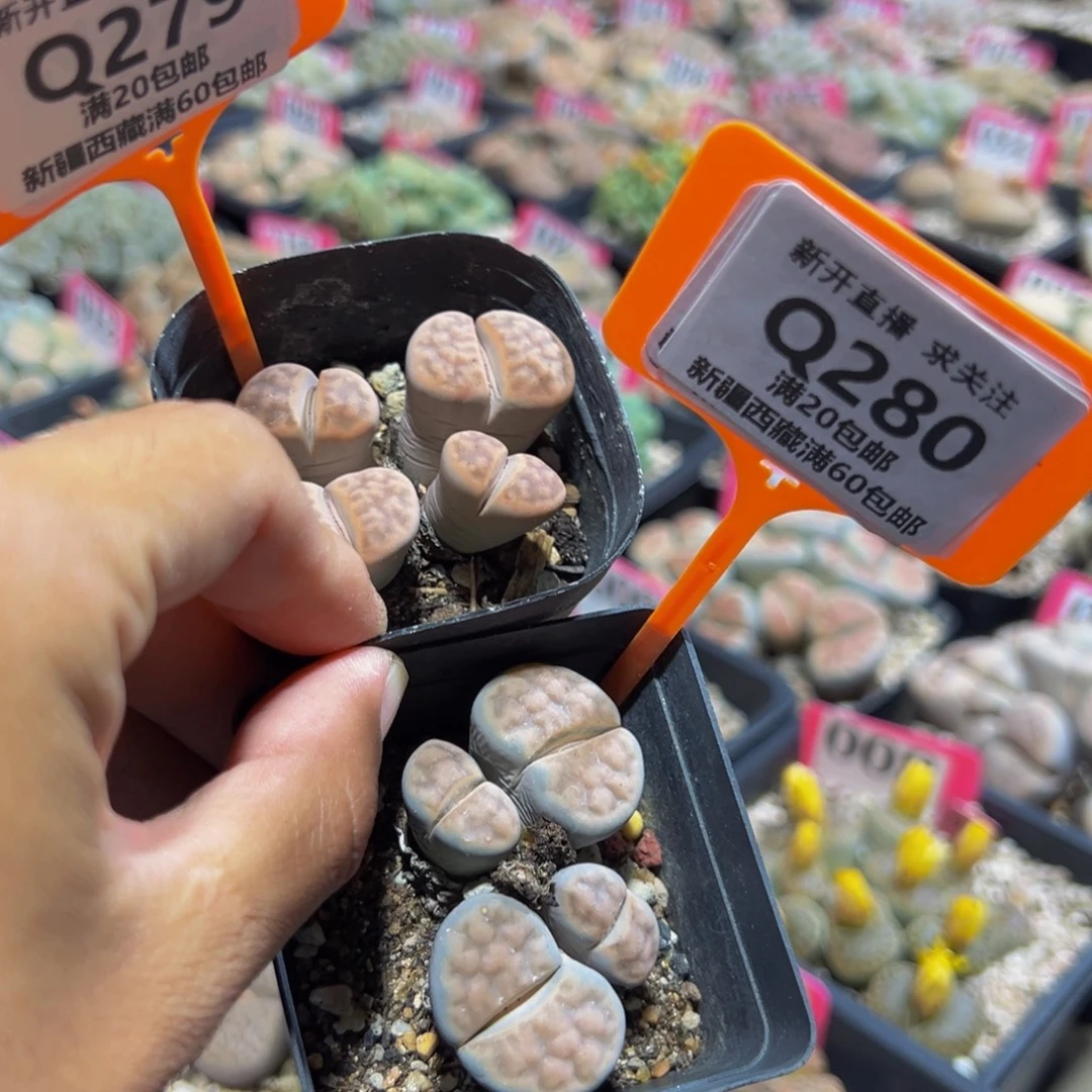 279.280 一物一拍，默认有伤，介意勿拍，不退不换