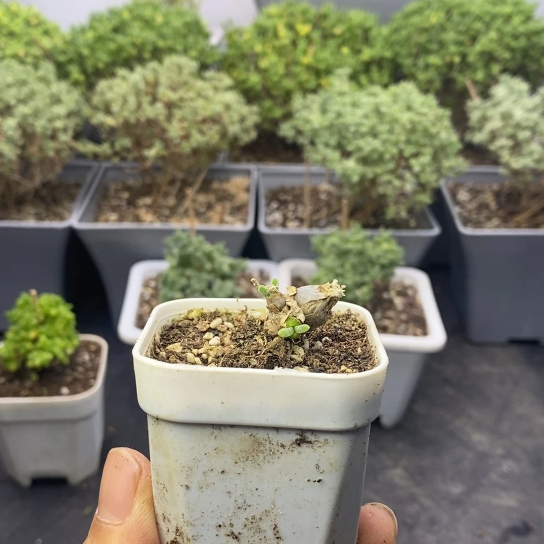 128碧光环兔子枝干番杏
