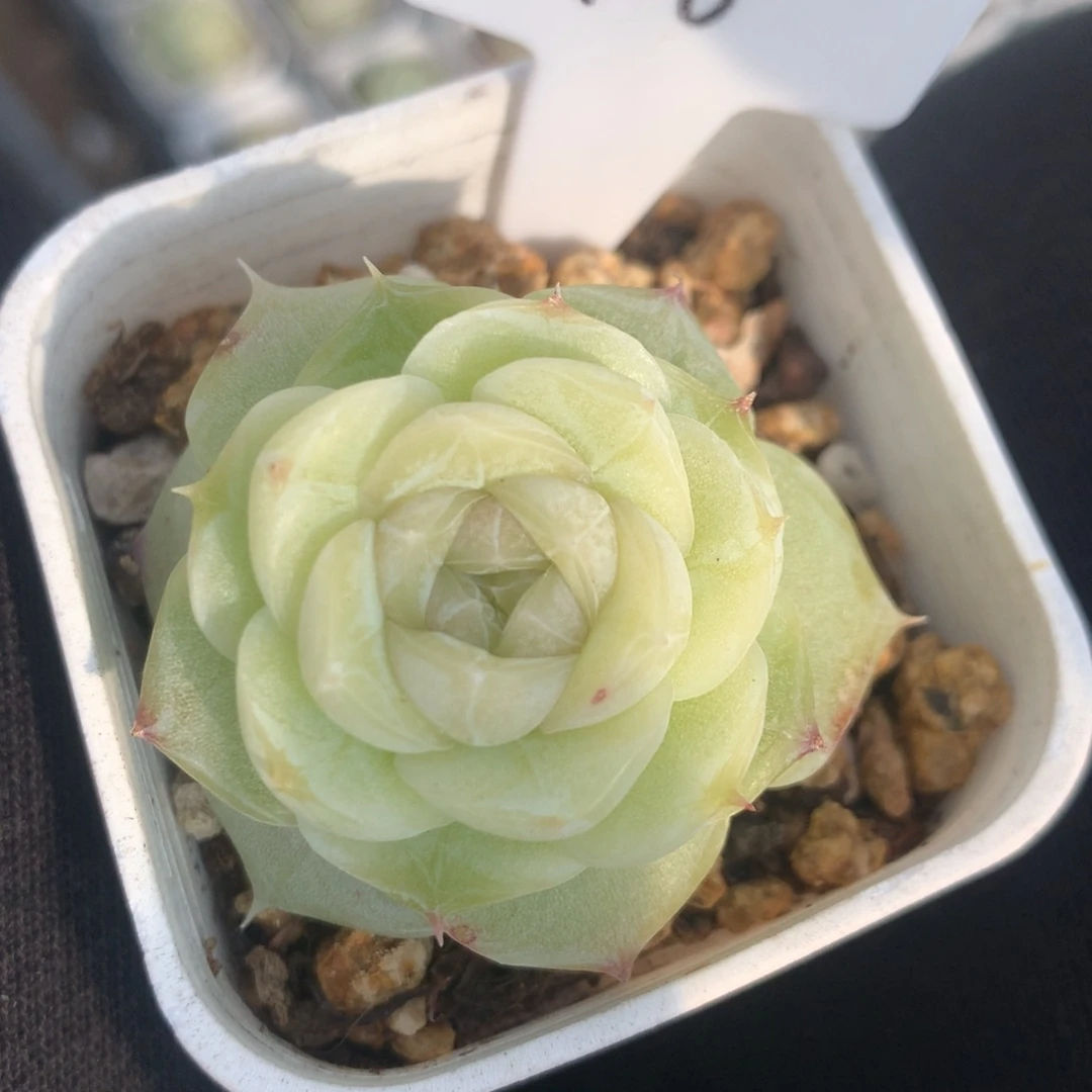 a16钻戒白吉一颗可育