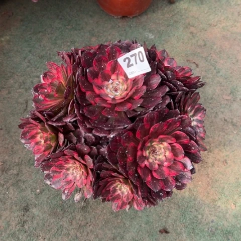 好***生270烟花朵朵多肉，