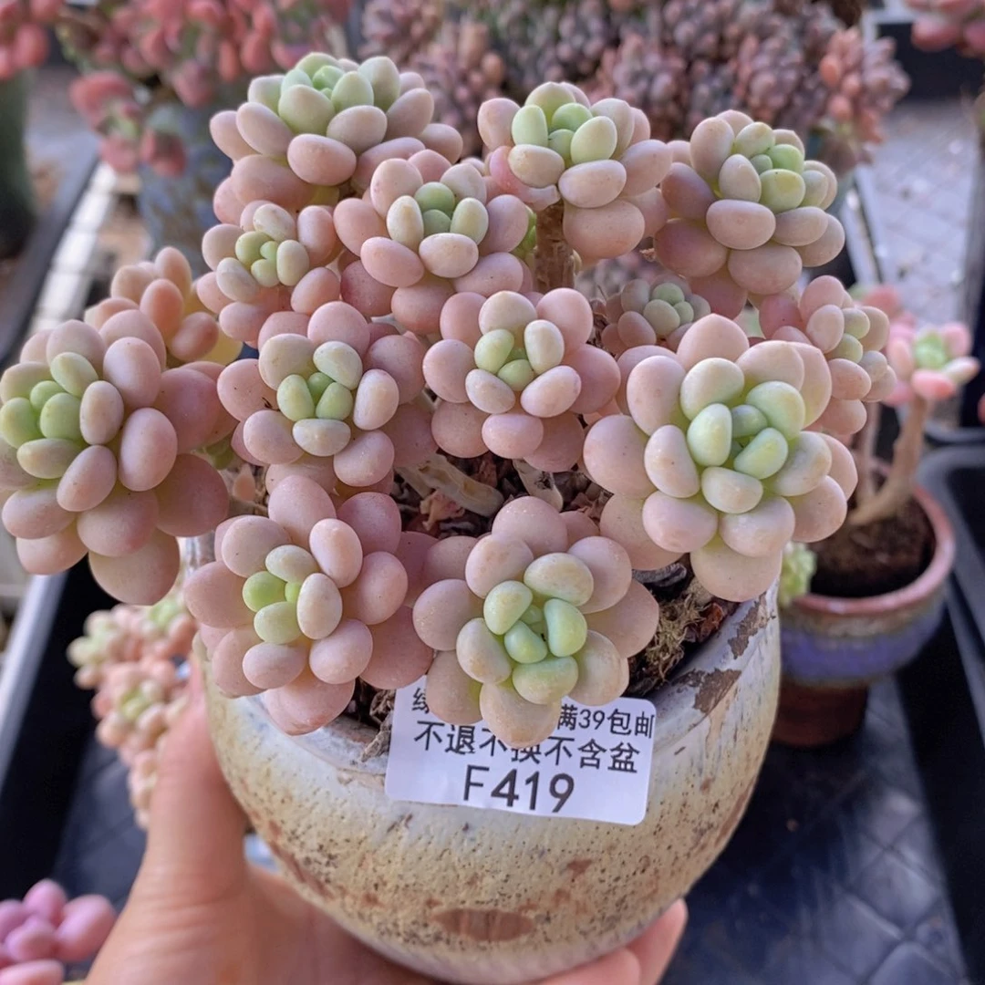 洛可可10cm419多肉植物