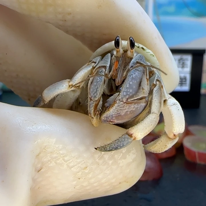 A17紫陆豆1.5cm口径