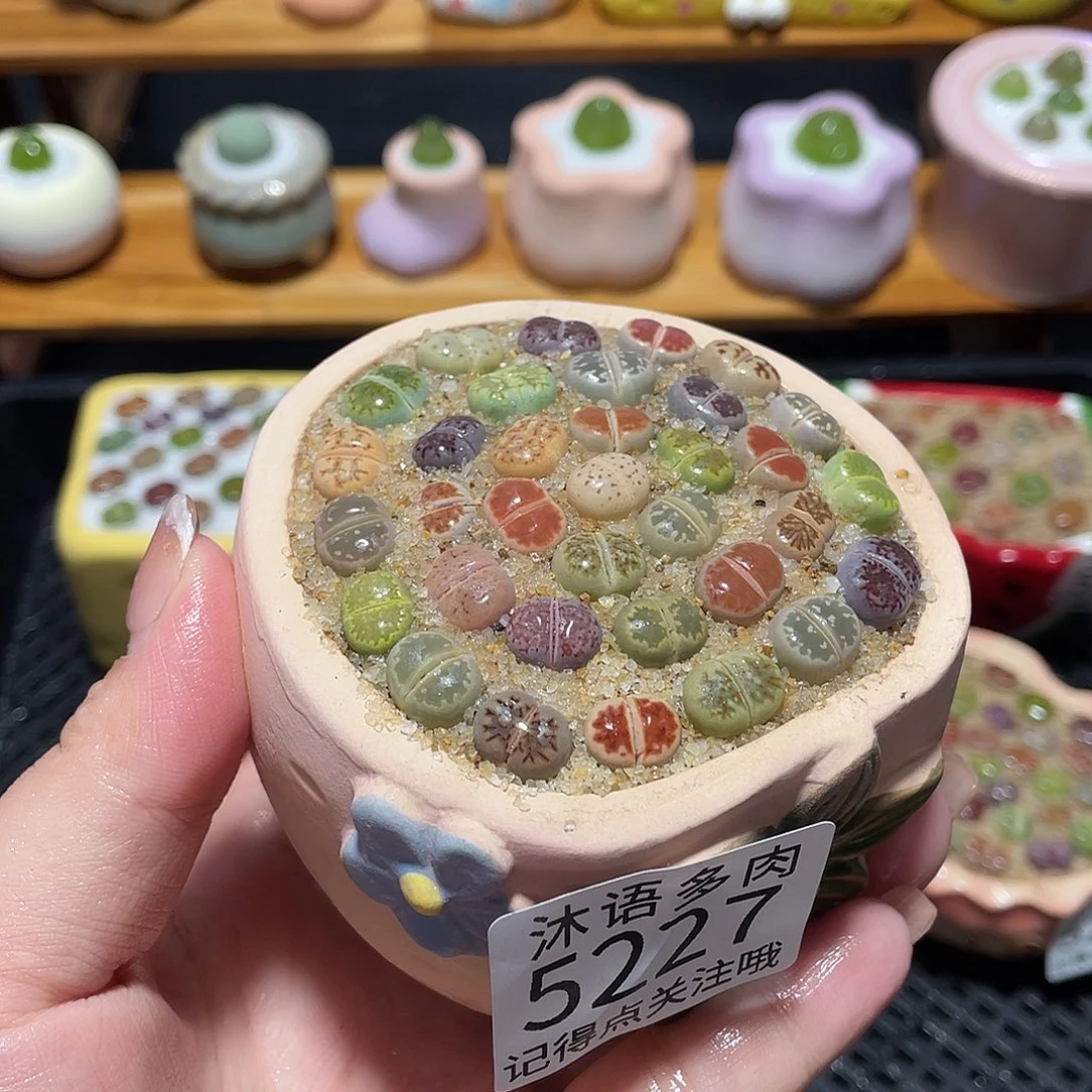 带盆土植物 一物一拍5227