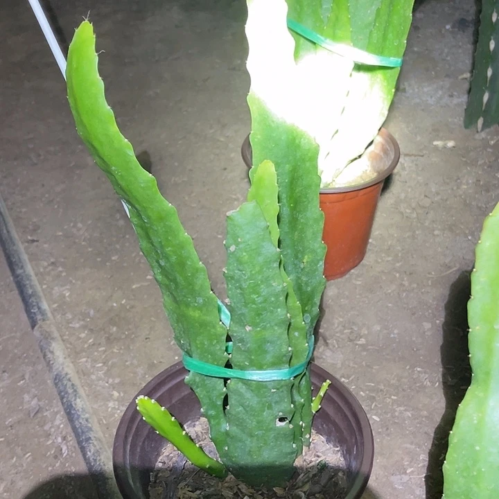 遇见荷花盆栽小粉