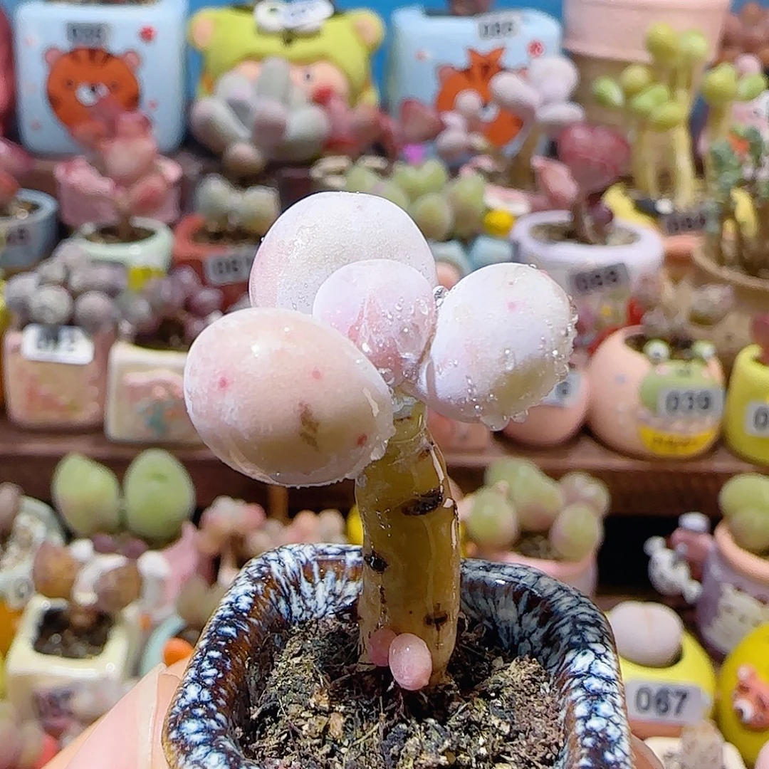 T粉粉蛋黄奶盆口2.5cm