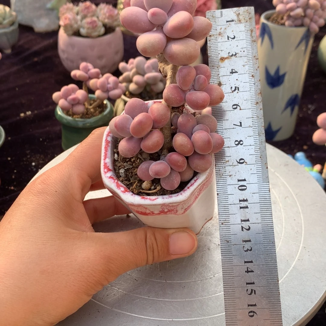 23号带盆偏远地区不包邮的