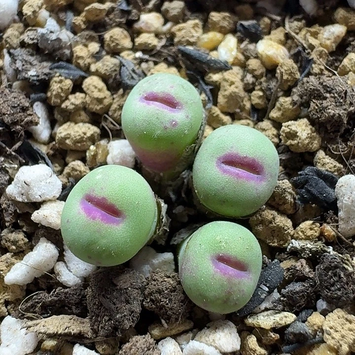 老马生石花p嘴1534