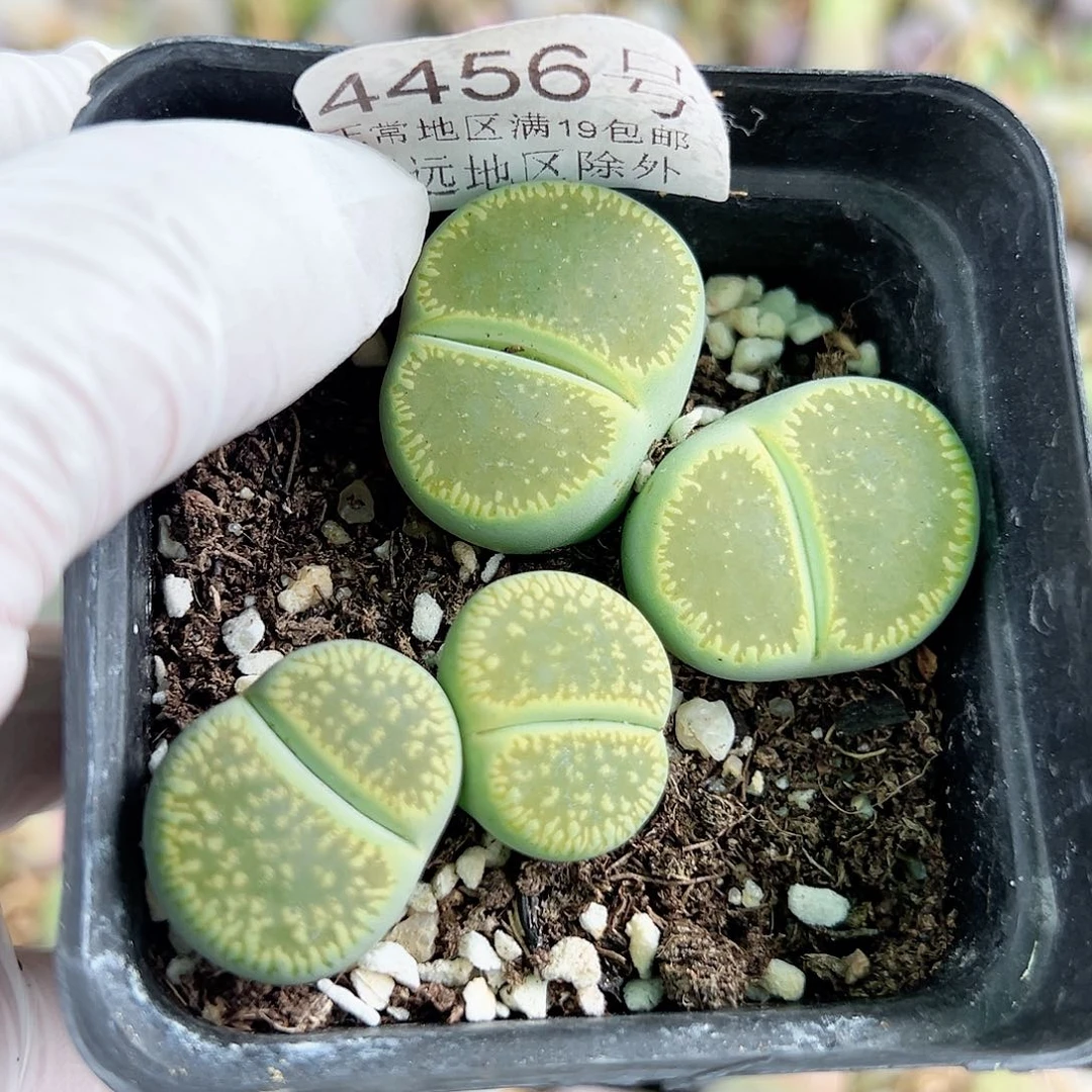 4456 好养易活生石花大母本