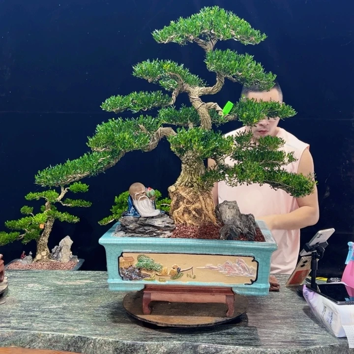 无花朵广东黄杨四季常青