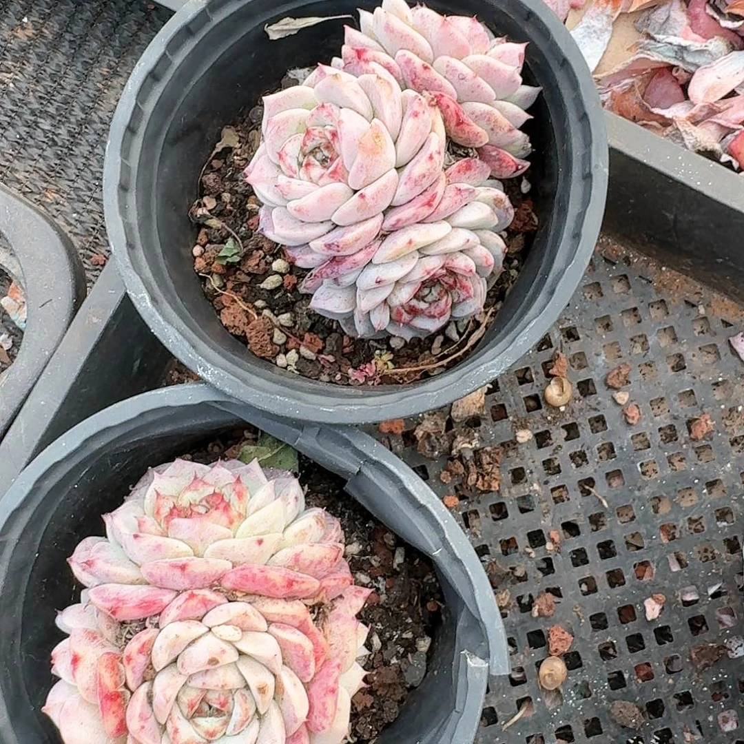 天鹅绒9.9两颗一组三头起发