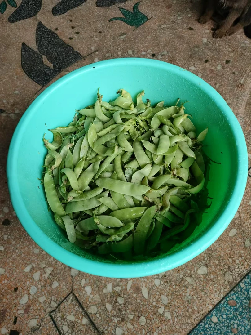 小碗豆新鲜采摘本地荷兰豆豌豆夹当季疏菜