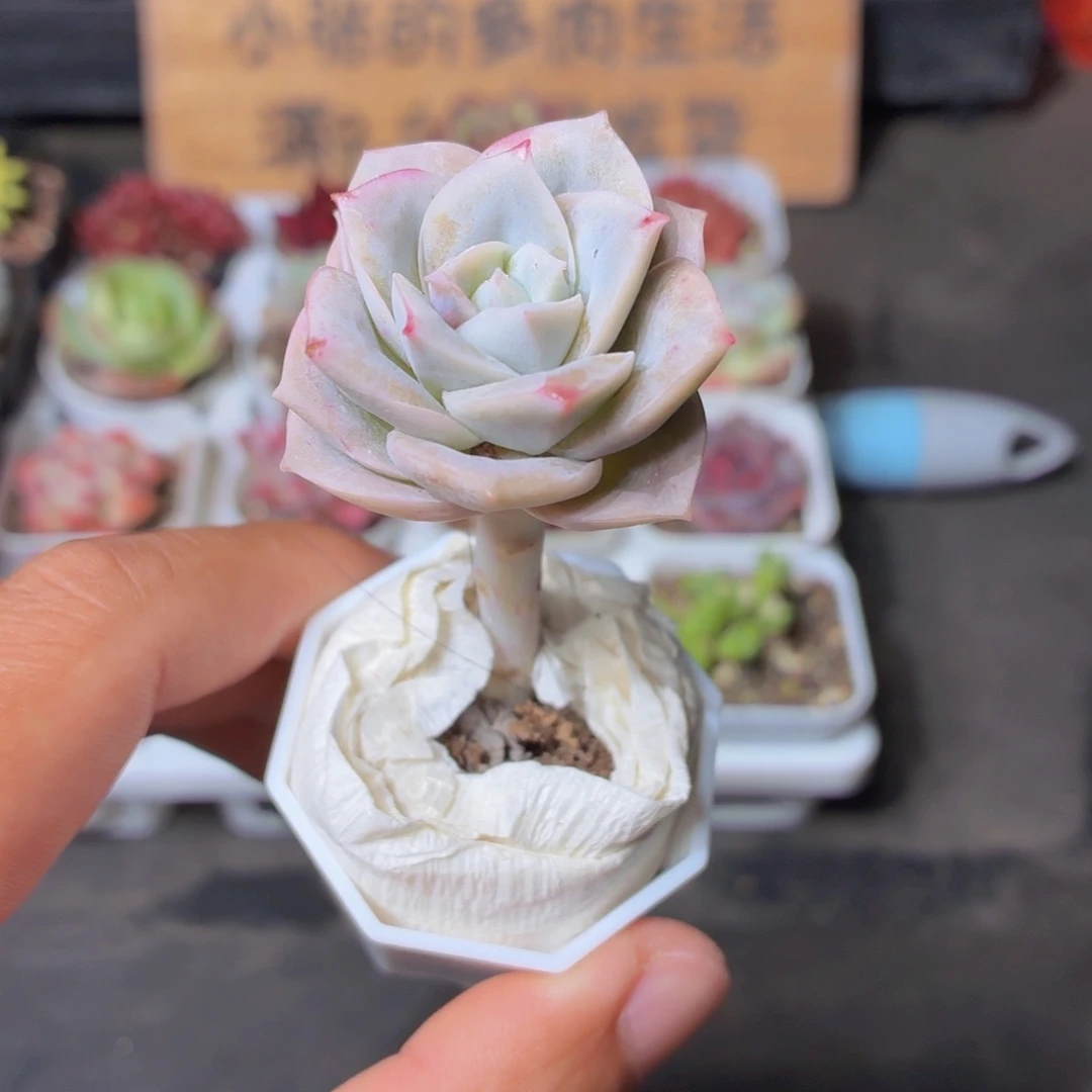 可爱玫瑰多肉9.9包邮发货