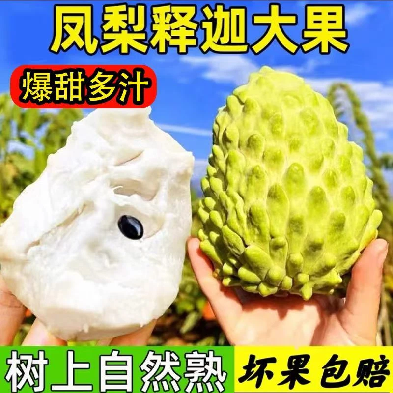 云南凤梨释迦果【空运到家】应季荔枝佛头大果新鲜水果当季孕妇