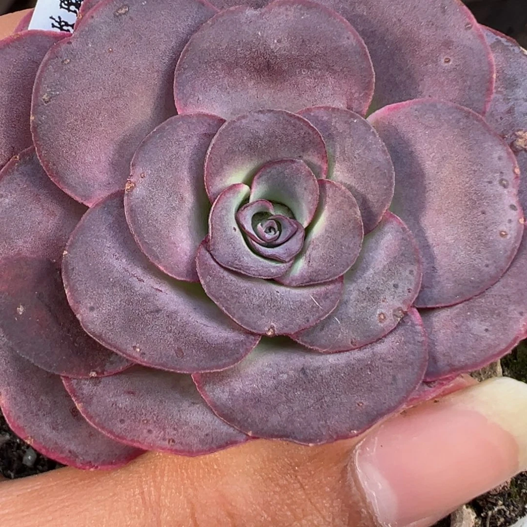 小****妮陈陈918山地玫瑰