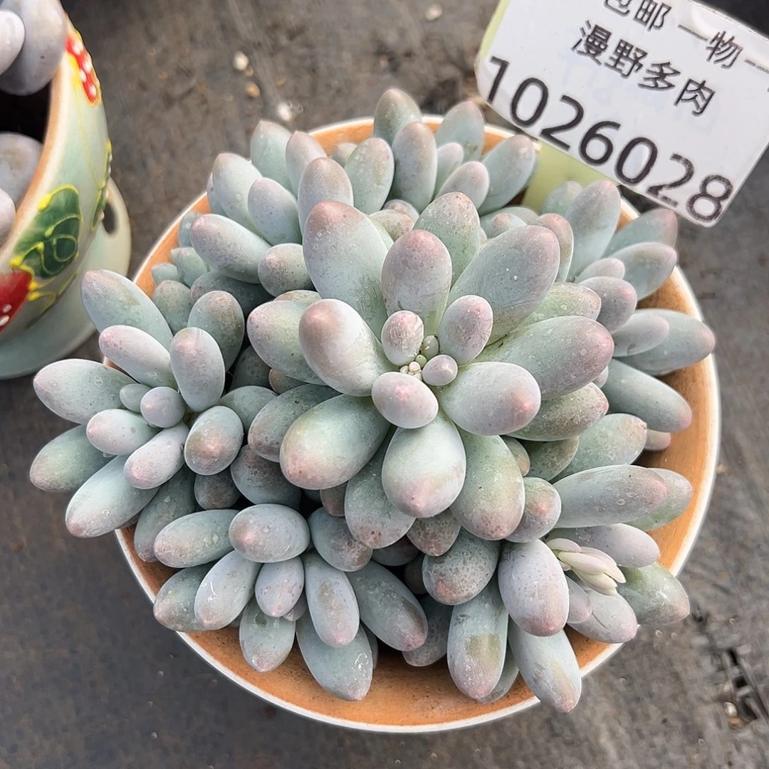 1026028 手捧大叶汤圆无砍
