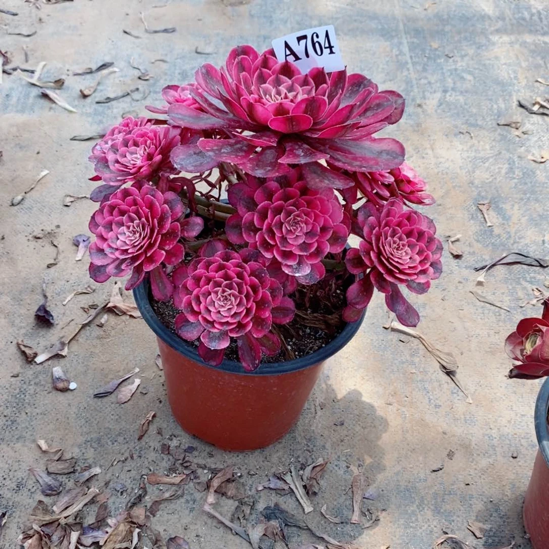 嫩桩白月光764多肉法师