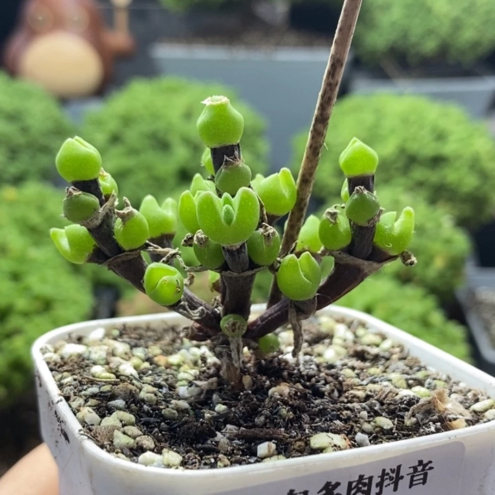 枝干兔子8210枝干番杏
