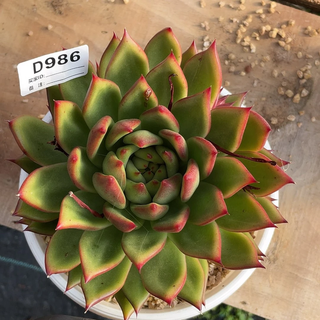 若如东云单拍D986