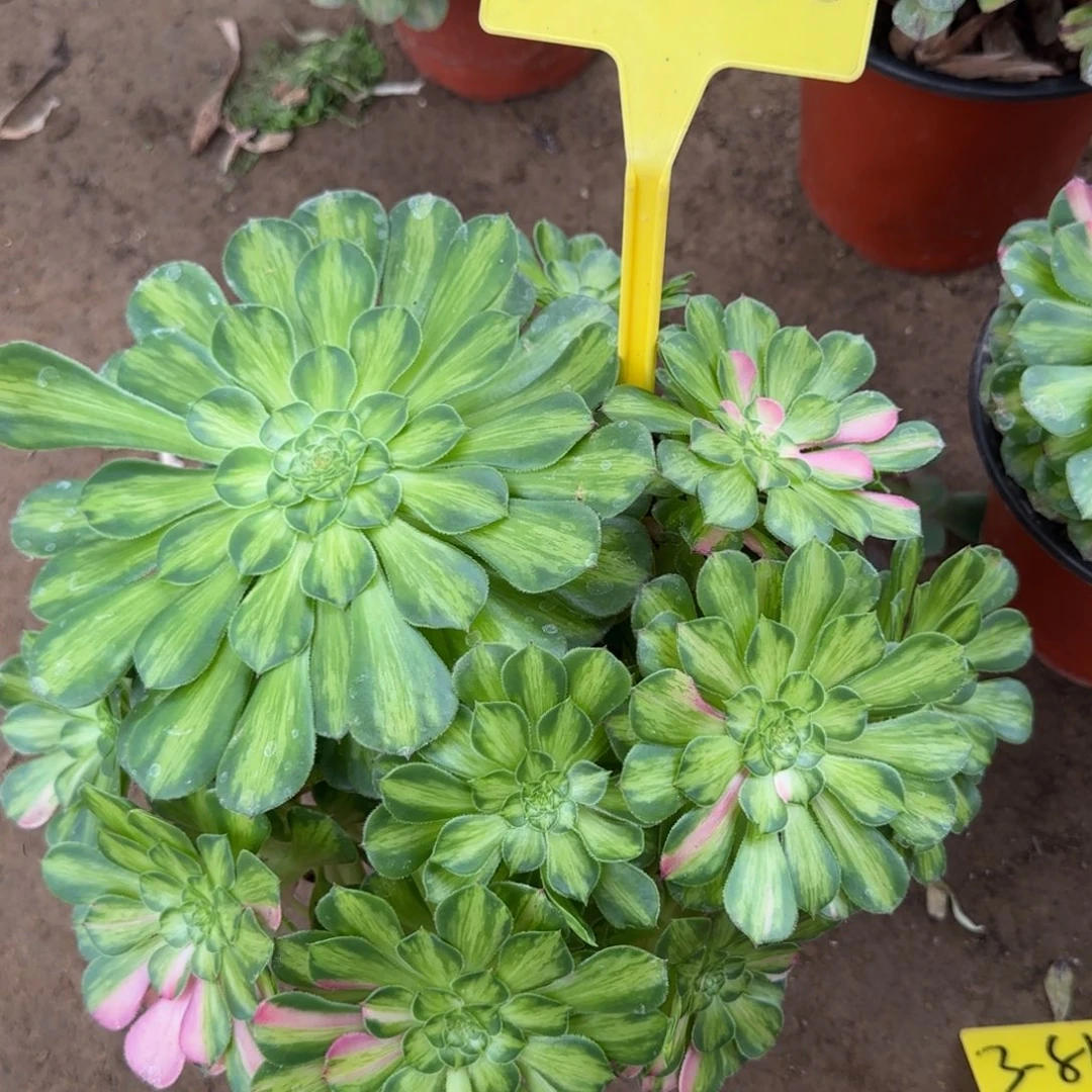 3-2025--知否。知否？知否