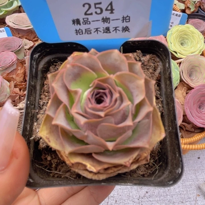 山地玫瑰254裸根发货不售后