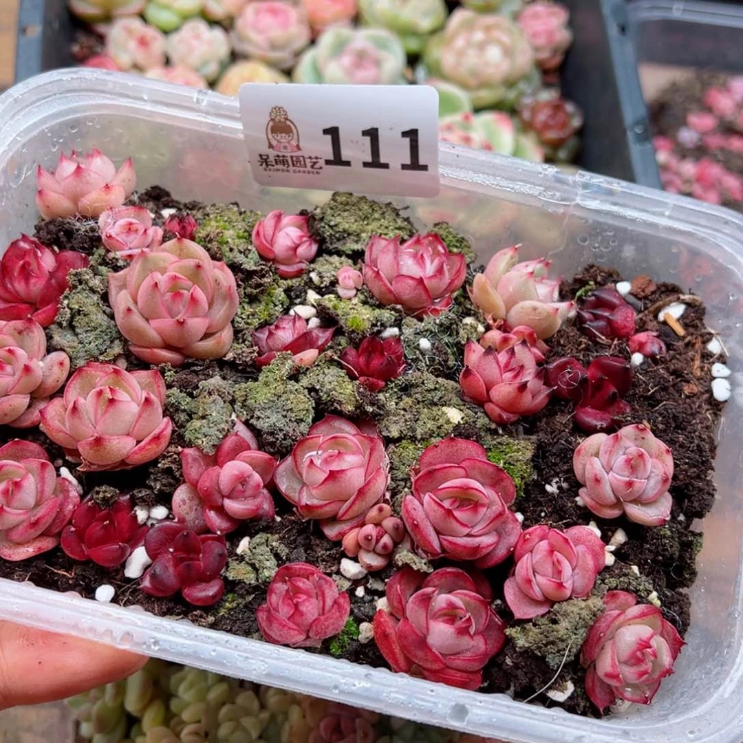 多肉植物多肉植物