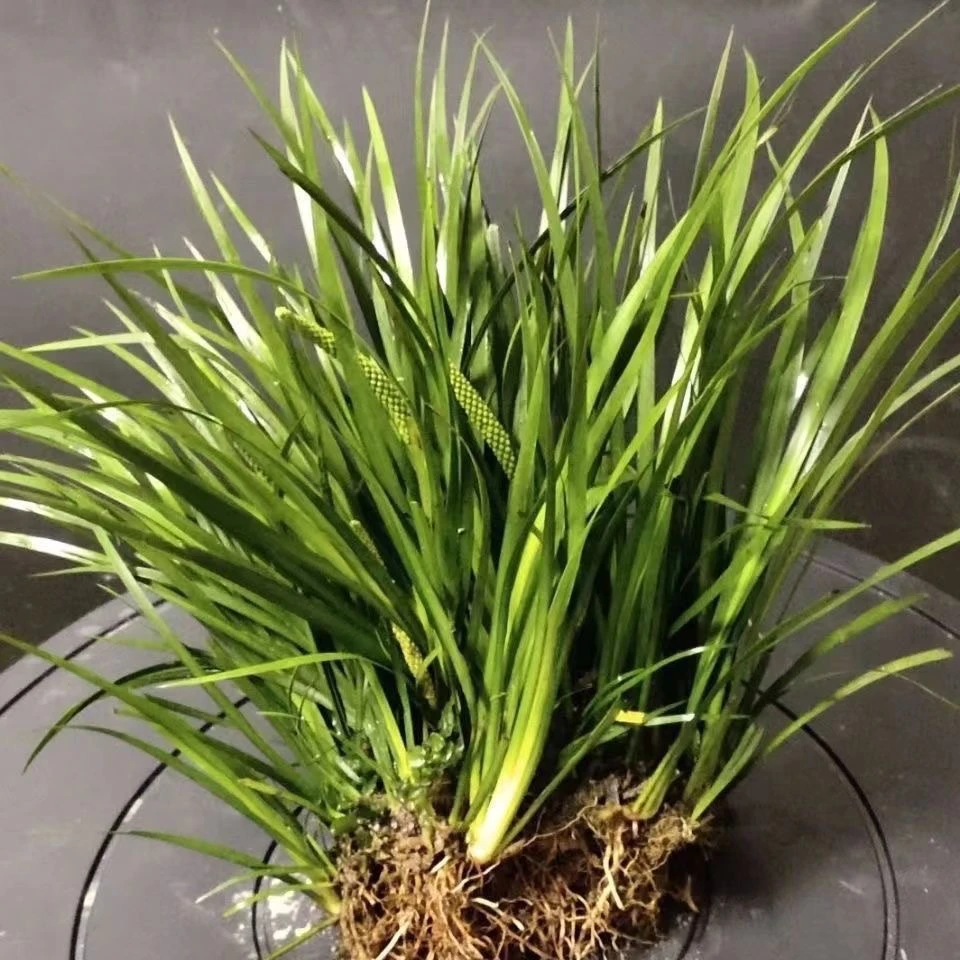 石菖蒲水生植物庭院绿植净化水质好养易活养鱼养龟一物一拍