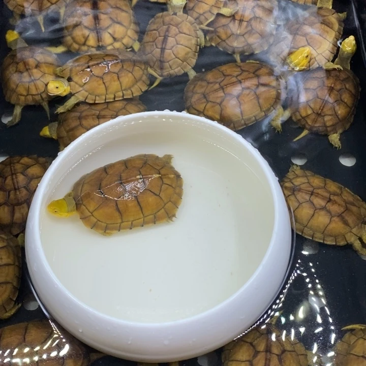 旧***颜母绿毛龟12345678