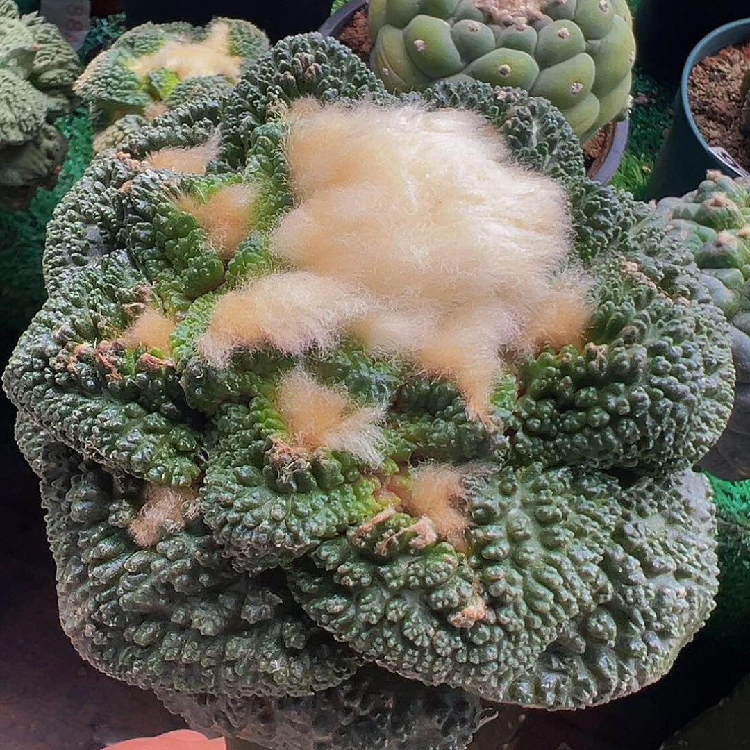 无花朵?****?大尤哥斯拉牡丹044