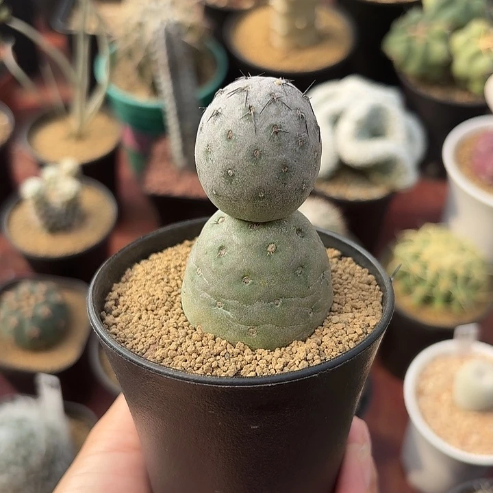 雪人习志野仙人球123