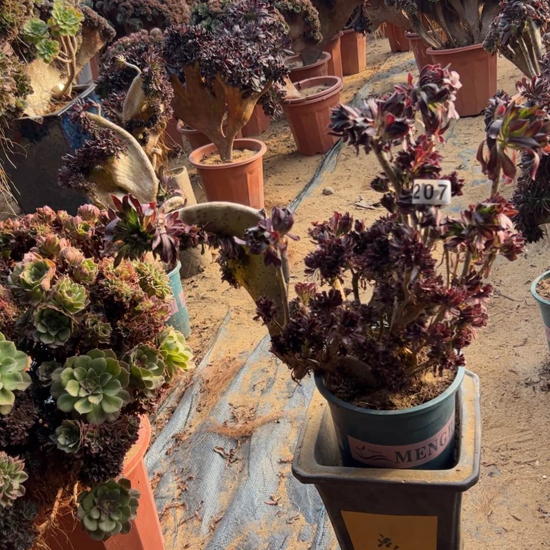 有伤黑缀207官府40