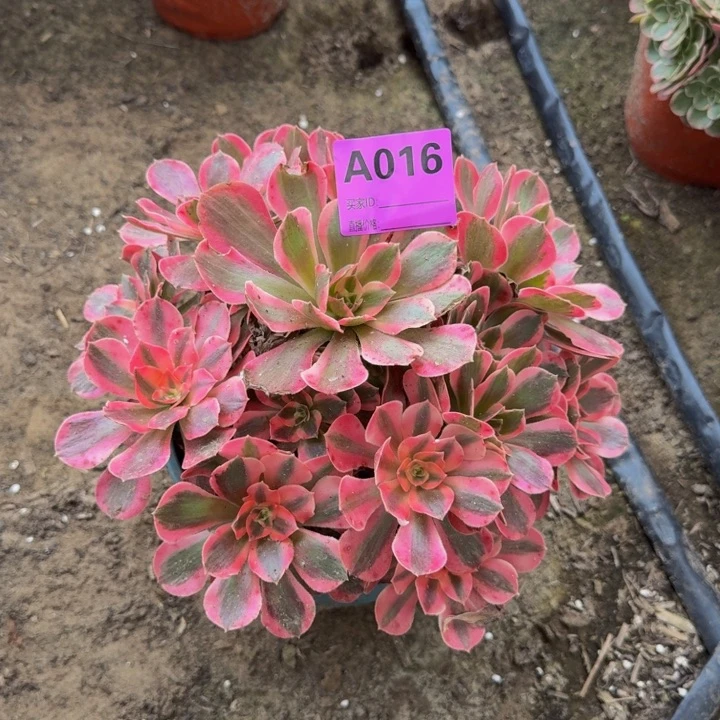 多肉不包侧枝法师粉女郎多肉016号