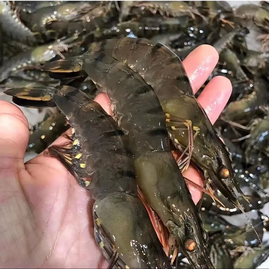{顺丰发货}海捕黑虎虾 海虾 1500g