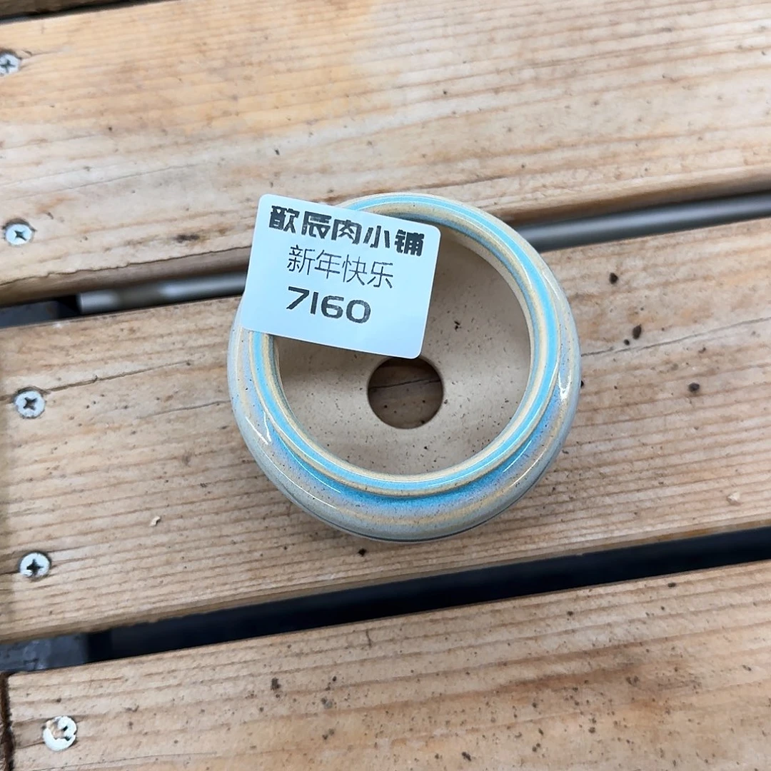 哈****?多肉植物东云烧盆7160