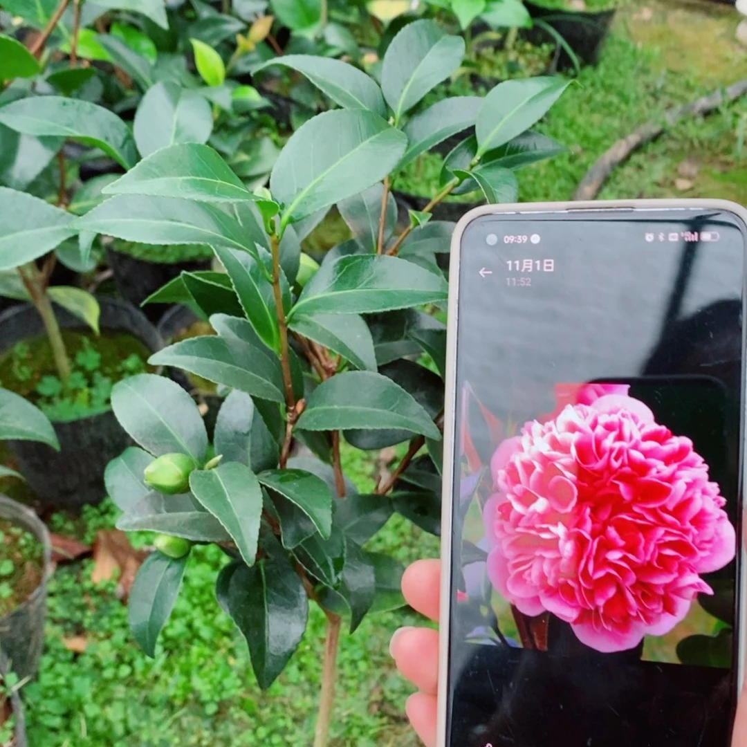 完全开放志愿者茶花